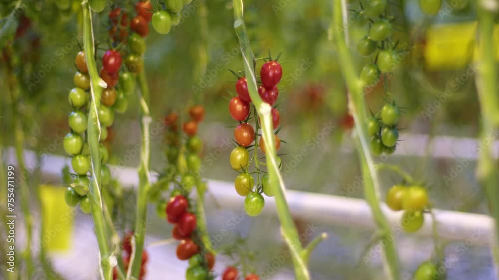 A scattering of small tomatoes on a branch, a scattering of flowers in a picture of cherry tomatoes, a scattering of different tomatoes growing in a greenhouse on a farm. A scattering of small tomatoes on a branch, a scattering of flowers in a picture of cherry tomatoes, a scattering of different tomatoes growing in a greenhouse on a farm.
