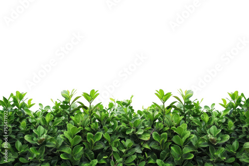 Ficus hedges on transparency background PNG