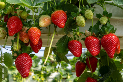 Growing Organic strawberries in an agricultural greenhouse