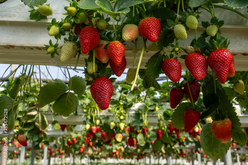 Growing Organic strawberries in an agricultural greenhouse