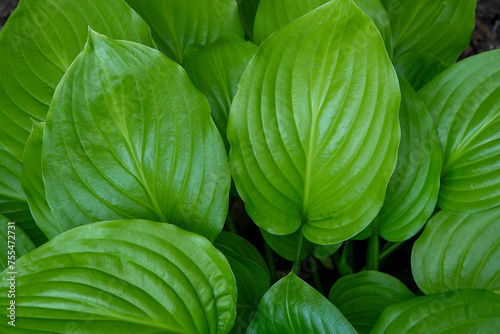 Garden plant hosta. Green leaves background. Summer flower nature. Leaf.