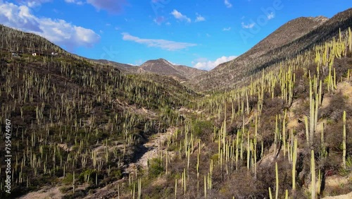 Aerial Video of Cactus in the Mountains at Mexican Landscape.