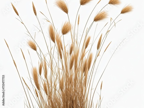 Clear PNG A collection of dried field grass in autumn with fluttering spikelets is available  along with a png file with an isolated cutout item on a transparent background