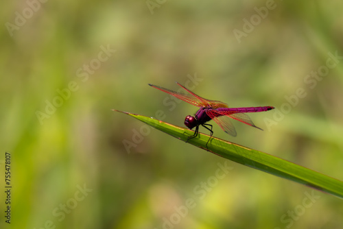 red dragonfly on a green leaf close up