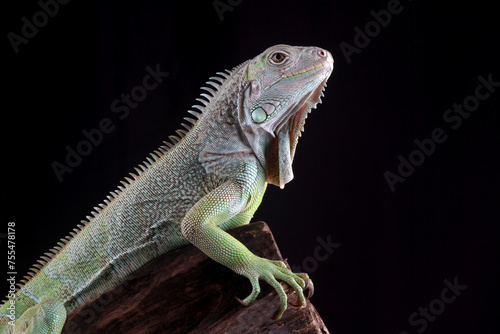 Green iguana on the branch with black background