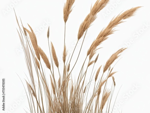 Clear PNG A collection of dried field grass in autumn with fluttering spikelets is available  along with a png file with an isolated cutout item on a transparent background
