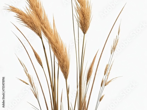 Clear PNG A collection of dried field grass in autumn with fluttering spikelets is available  along with a png file with an isolated cutout item on a transparent background