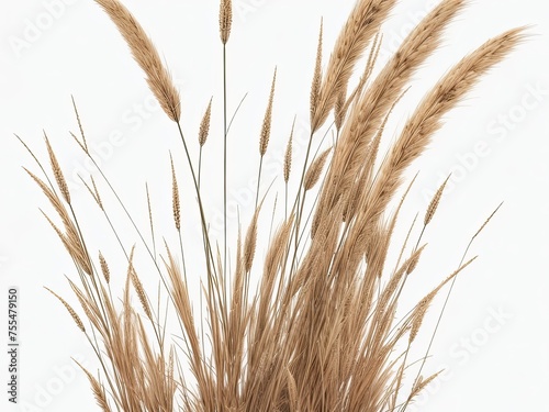 Clear PNG A collection of dried field grass in autumn with fluttering spikelets is available, along with a png file with an isolated cutout item on a transparent background