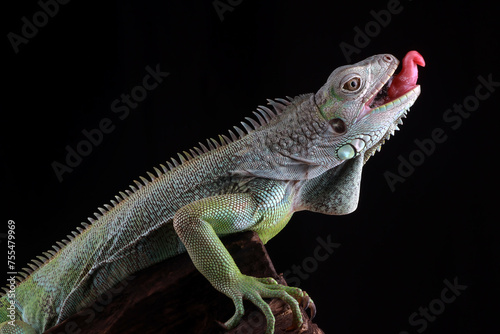 Green iguana on the branch with black background