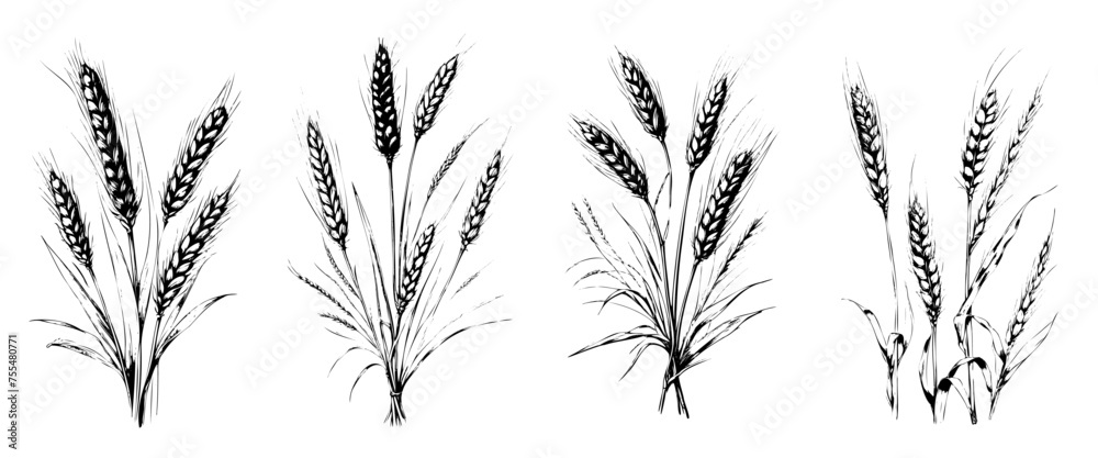 Four different types of grasses are shown in black and white. The first type of grass is tall and thin, while the second type is short and bushy. The third type of grass is medium-sized