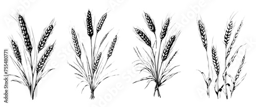 Four different types of grasses are shown in black and white. The first type of grass is tall and thin, while the second type is short and bushy. The third type of grass is medium-sized photo