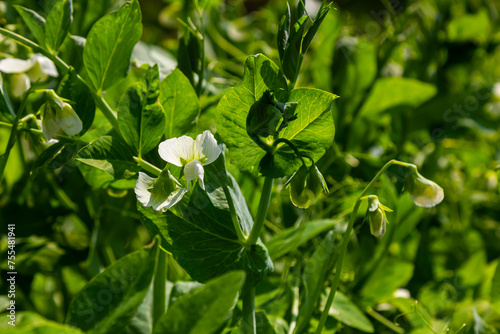 Flowering green peas and beetle pest pea weevil bruchus