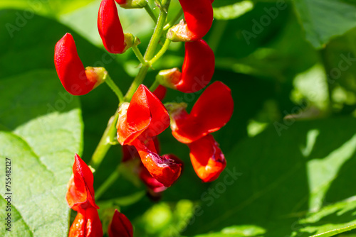 Beautiful flowers of Runner Bean Plant Phaseolus coccineus growing in the garden