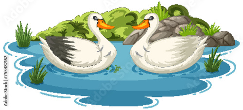 Two swans floating gracefully on tranquil water.