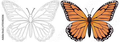 Illustration of a butterfly  black and white to colored