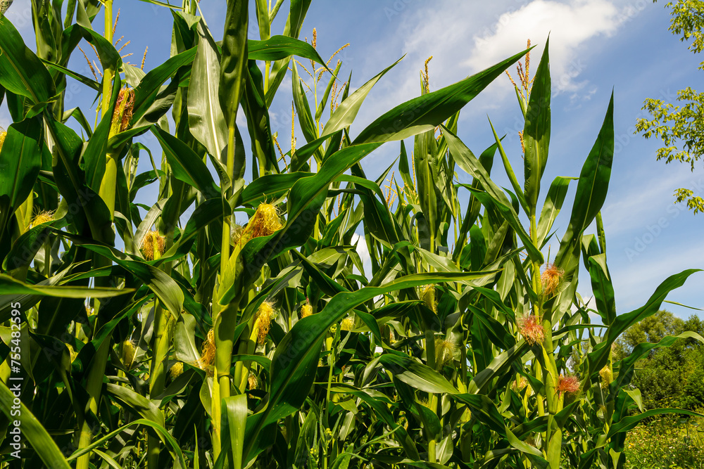 Corn field close up. Selective focus. Green Maize Corn Field Plantation in Summer Agricultural Season. Close up of corn on the cob in a field Corn field close up. Selective focus. Green Maize Corn Field Plantation in Summer Agricultural Season. Close up of corn on the cob in a field