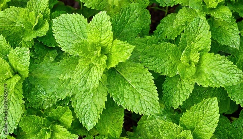 green mint bushes growing in the garden top view; fresh greens at spring time 