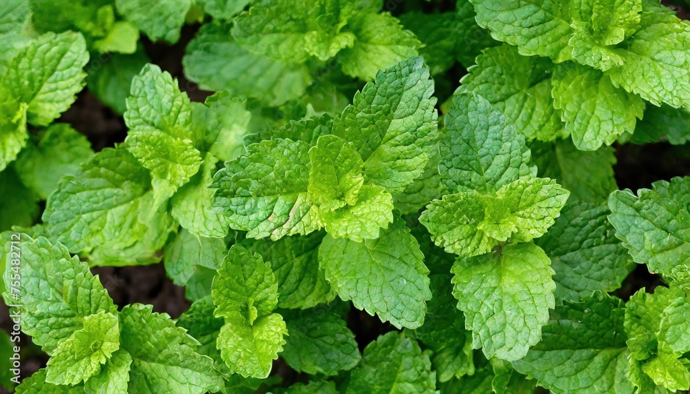 green mint bushes growing in the garden top view; fresh greens at spring time green mint bushes growing in the garden top view; fresh greens at spring time
