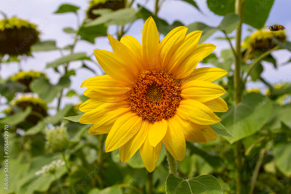 Sunflower with blue sky background Sunflower with blue sky background