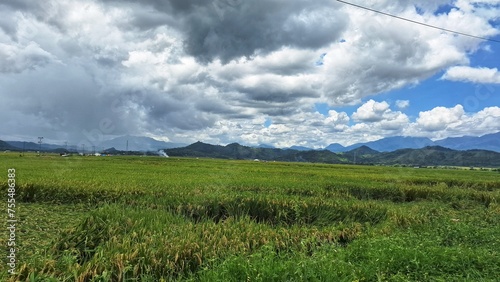 rice fields and sky. natural scenery in Lembor, Manggarai, East Nusa Tenggara, Indonesia photo