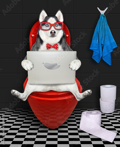 Dog husky with laptop in toilet 2