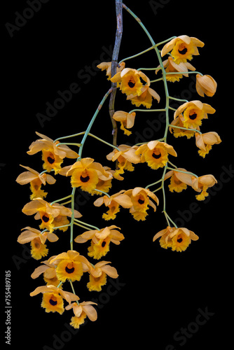 Closeup view of blooming tropical orchid species dendrobium fimbriatum with bright yellow and black clusters of flowers isolated on black background photo