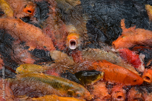 Koi fish Bali 