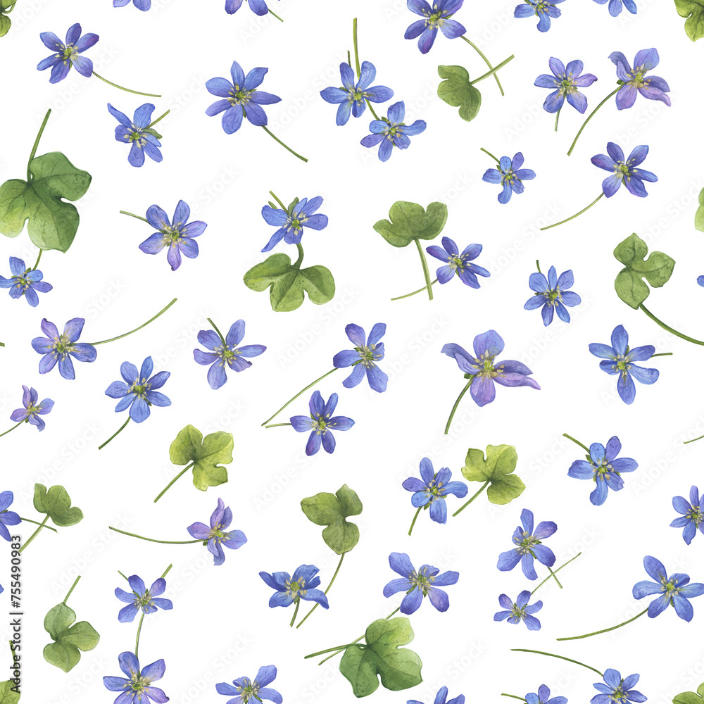 Seamless pattern with flowers of the blue Anemone hepatica (Hepatica nobilis, liverleaf, liverwort, kidneywort, pennywort). Watercolor hand drawn illustration isolated on white background Seamless pattern with flowers of the blue Anemone hepatica (Hepatica nobilis, liverleaf, liverwort, kidneywort, pennywort). Watercolor hand drawn illustration isolated on white background