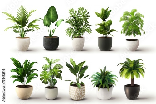 A collection of potted plants in various sizes and colors. Scene is one of natural beauty and tranquility