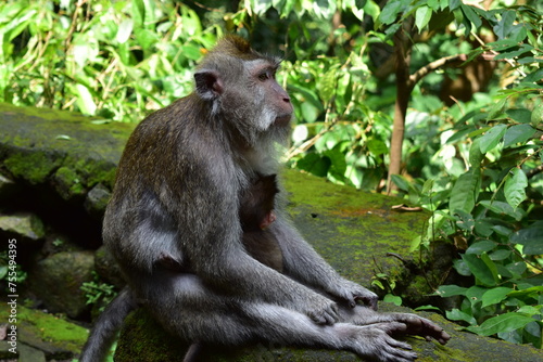 Monkey Forest Indonesia Bali