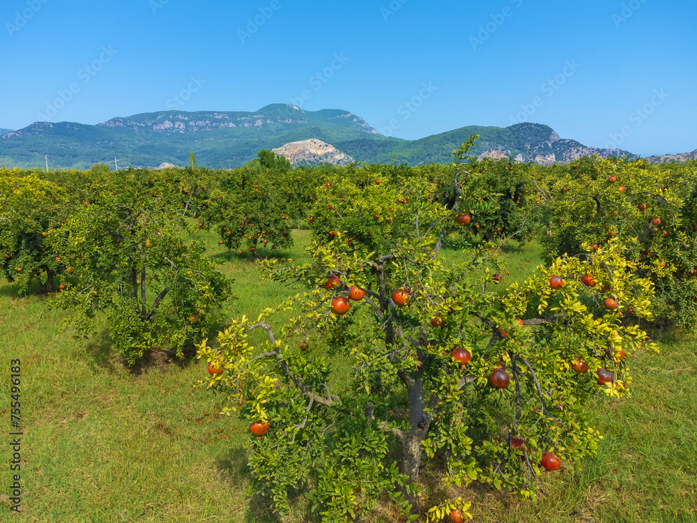 Drone view of trees with ripe pomegranate fruits against the background of mountains on a sunny day. Rows of pomegranate trees with ripe fruits on the branches in the garden