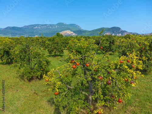 Drone view of trees with ripe pomegranate fruits against the background of mountains on a sunny day. Rows of pomegranate trees with ripe fruits on the branches in the garden