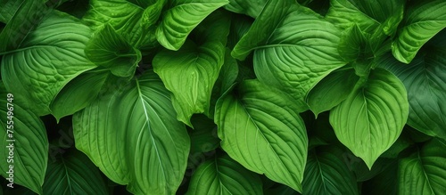 This close-up shot showcases the detailed texture of a green leafy plant. The veins on the leaf, the vibrant green color, and the overall health of the plant are all clearly visible in this image.