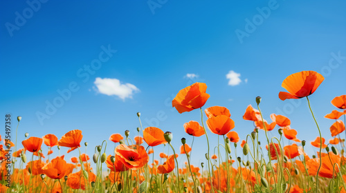 Field of Poppies against a blue sky Background. Selective focus