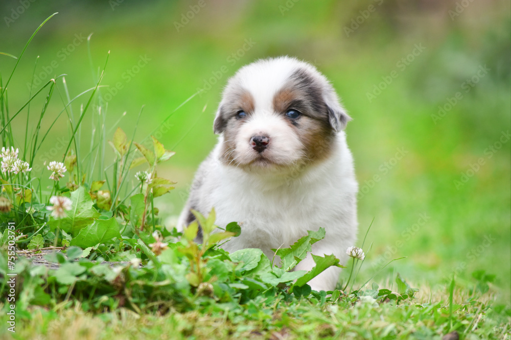 Obraz premium Blue merle Australian Shepherd puppy runs through the grass in the spring garden