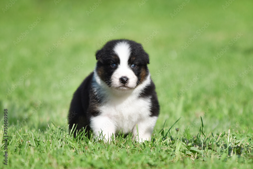 Australian Shepherd Aussie puppy of black and white tricolor color in the spring garden against a background of green grass