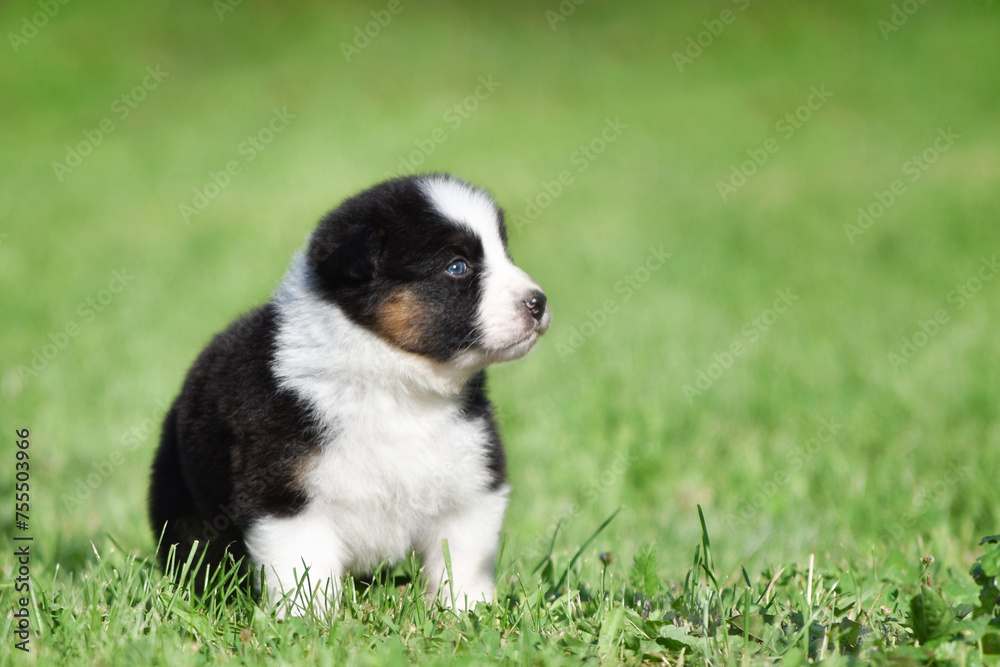 Australian Shepherd Aussie puppy of black and white tricolor color in the spring garden against a background of green grass