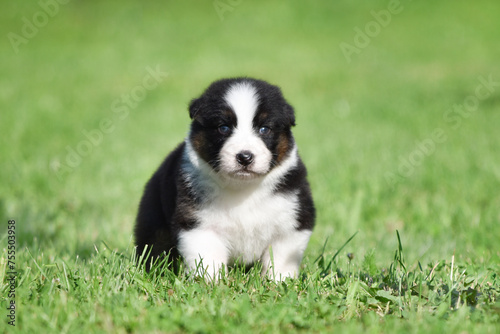 Australian Shepherd Aussie puppy of black and white tricolor color in the spring garden against a background of green grass © Анна Постернак