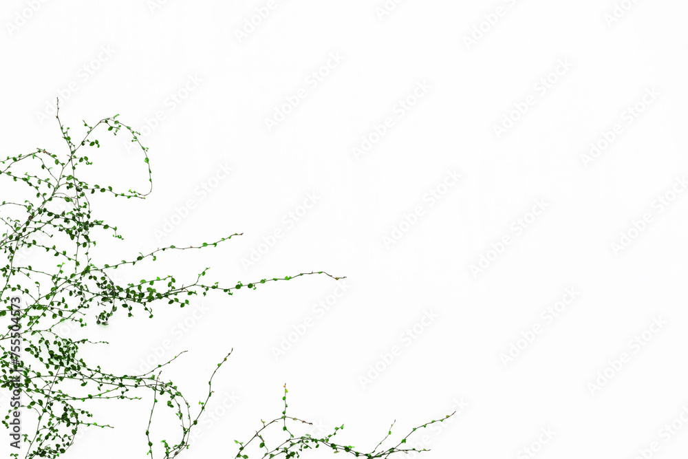 green vines on white background with copy space for text or image.