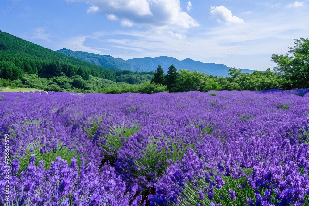 Lavender field with mountains in the background Lavender field with mountains in the background