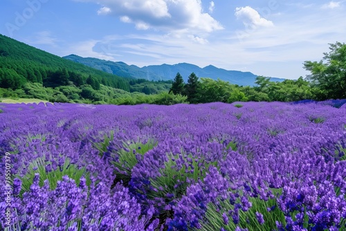 Lavender field with mountains in the background