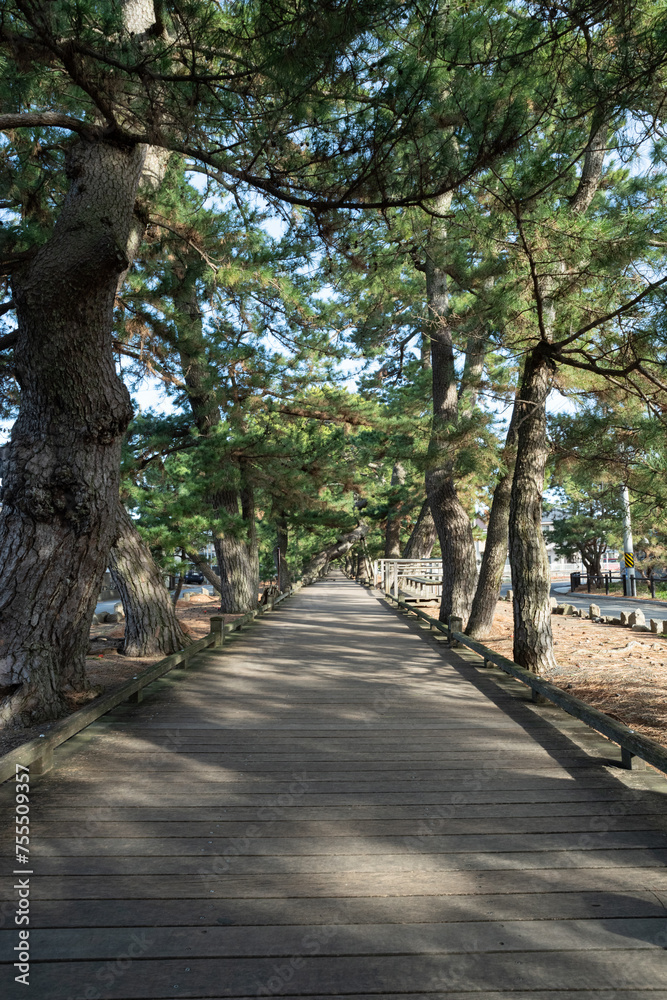 松並木と遊歩道