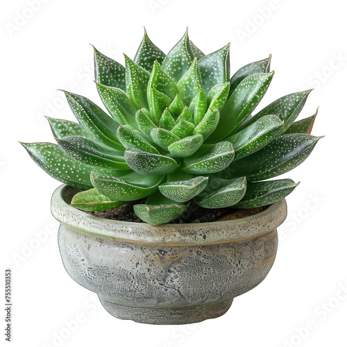 Striped Gasteria Succulent on White Background - Little Warty Gasteria in Transparent Style