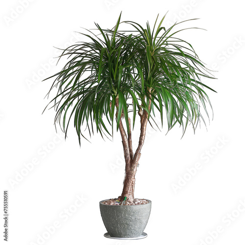 Ponytail Palm Nolina recurvata isolated on white background with stylish transparent cut out photo