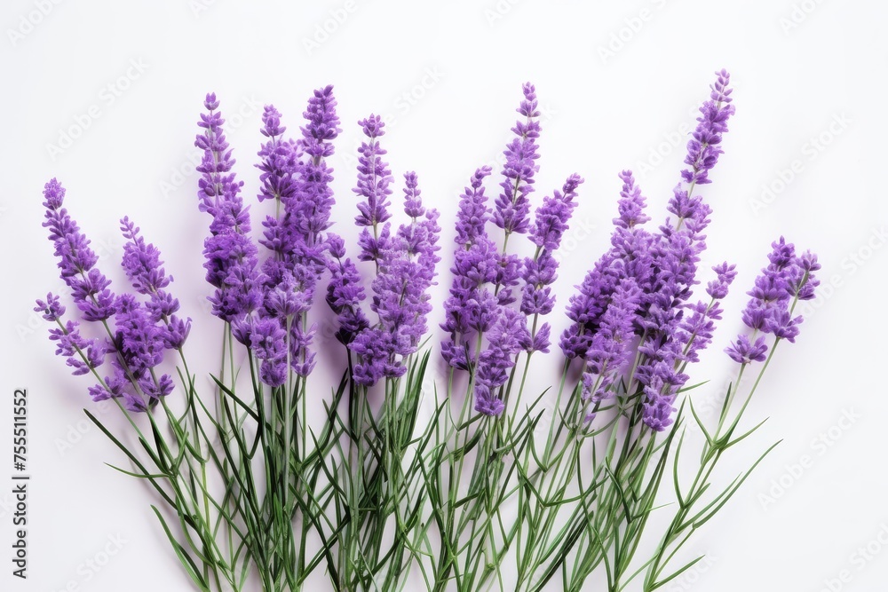 Fototapeta premium Vibrant Lavender Flowers Isolated on White Background