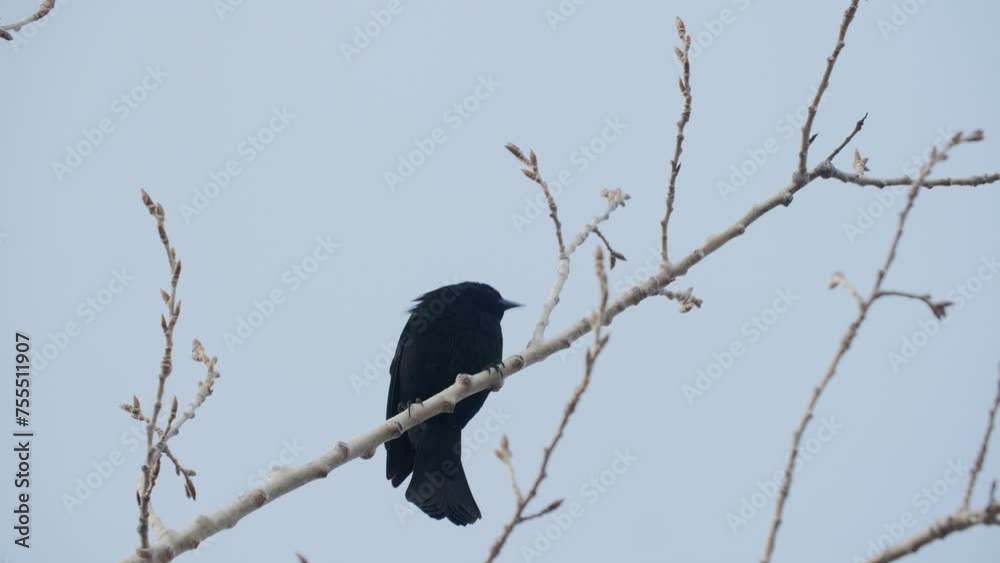Red Winged Blackbird of North America Wildlife in Colorado Red Winged Blackbird of North America Wildlife in Colorado