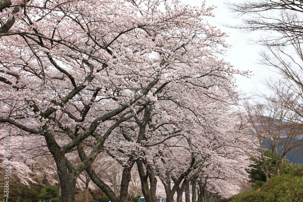 桜咲く冨士霊園。花曇りのもと、桜に彩られる公園墓地。 桜咲く冨士霊園。花曇りのもと、桜に彩られる公園墓地。
