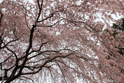 桜咲く冨士霊園。花曇りのもと、桜に彩られる公園墓地。