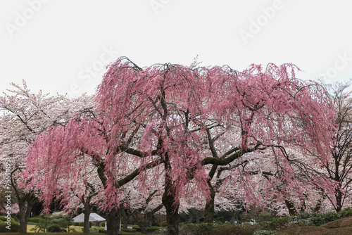 桜咲く冨士霊園。花曇りのもと、桜に彩られる公園墓地。しだれざくら。 photo