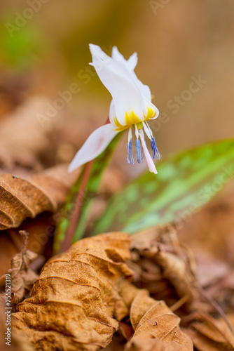 macro with (Erythronium dens-canis) image with selective focus and blurred background. photo